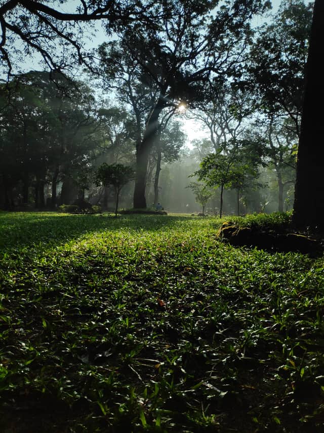 Sunrays break through trees over a damp forest floor.