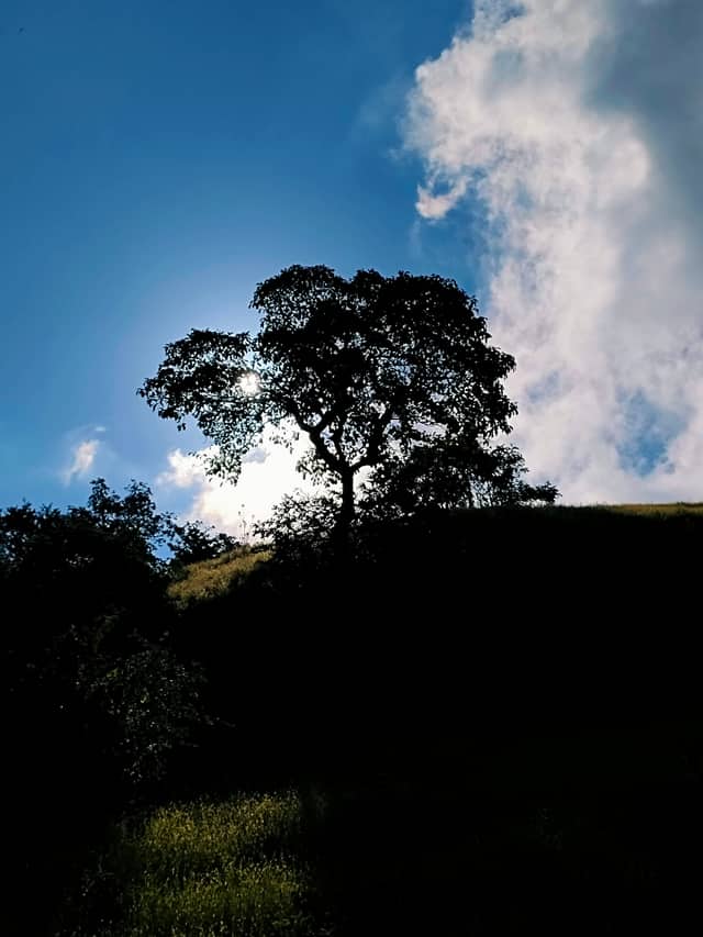 A lone tree silhouette against bright blue sky and clouds.
