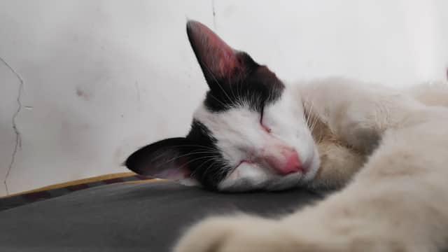 Close-up of a sleeping cat with soft morning light.