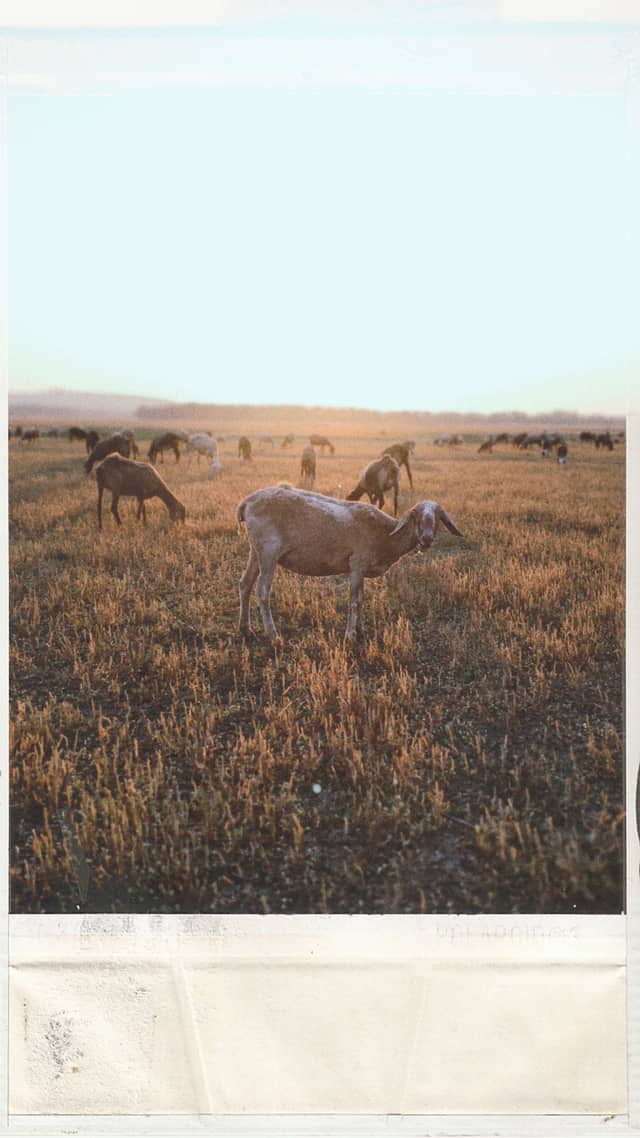 Printed photo of grazing goats in warm field light.