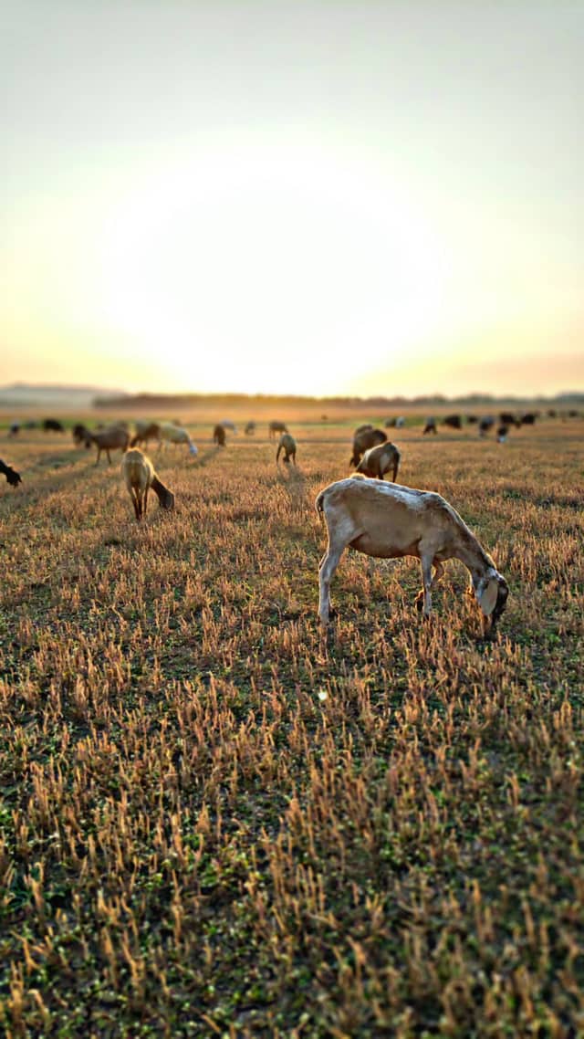 Goats grazing across a dry field at golden hour.