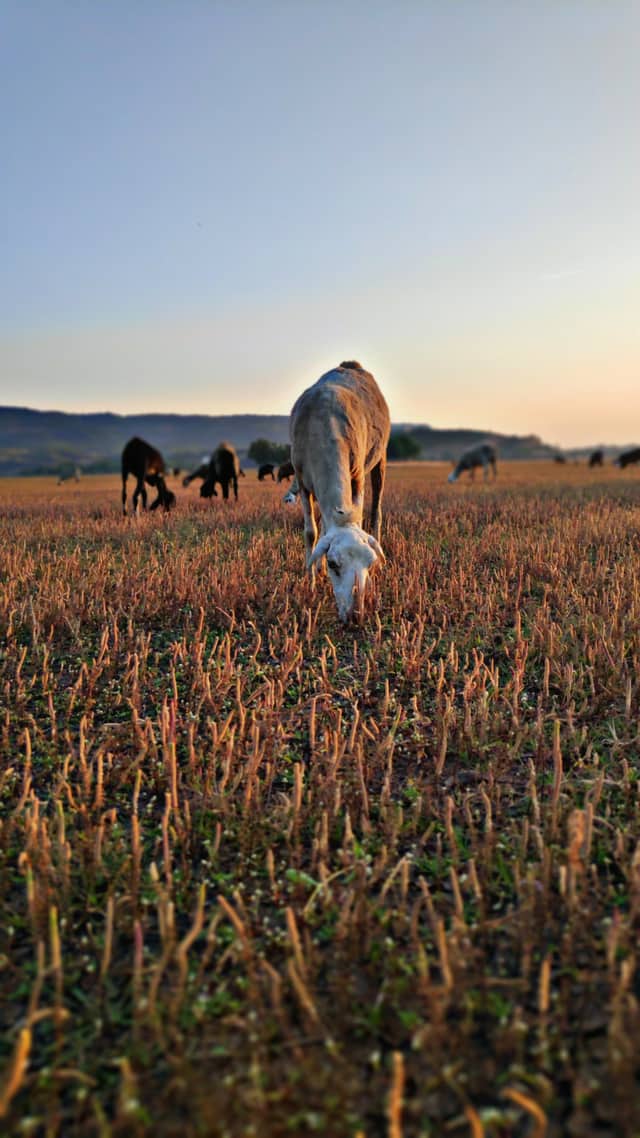 Close view of a goat grazing with herd in the distance.
