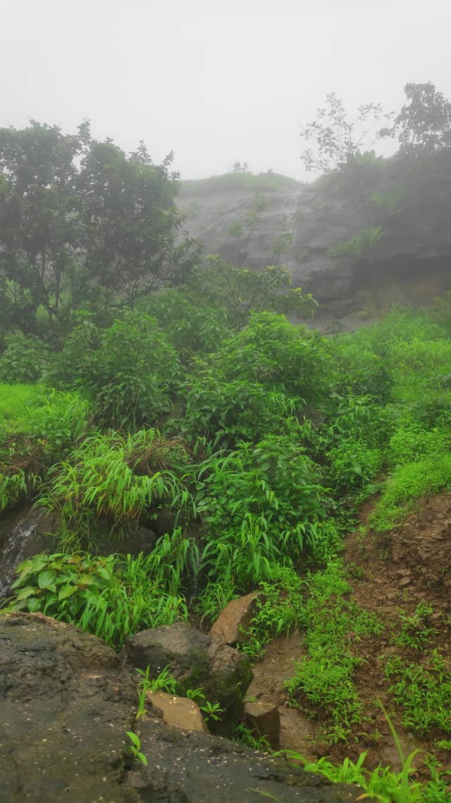 Misty hillside with bright green monsoon grass and wet rocks.