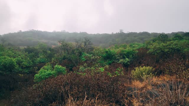 Misty ridge line with mixed green and brown shrubs.