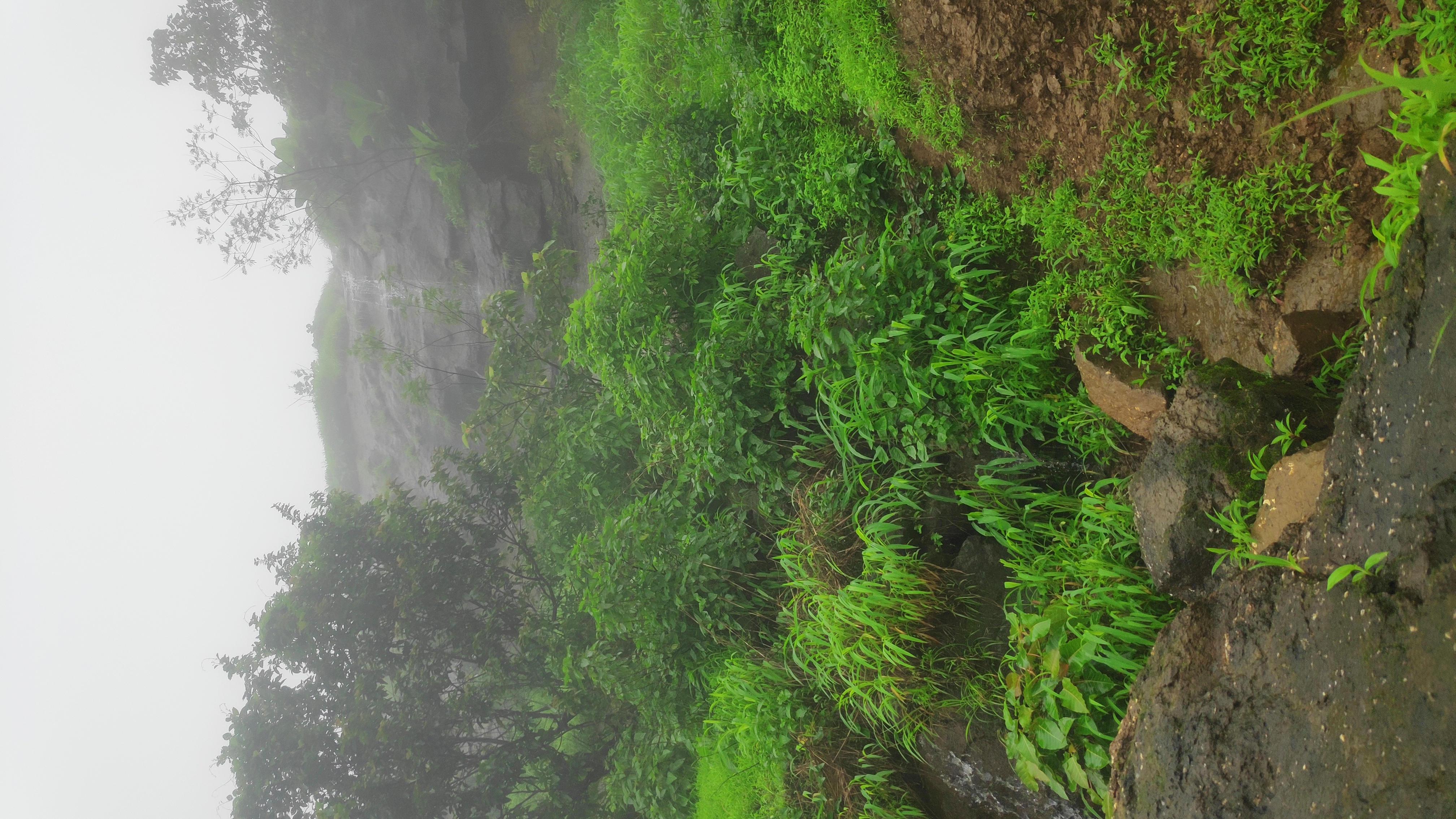 Misty hillside with bright green monsoon grass and wet rocks.